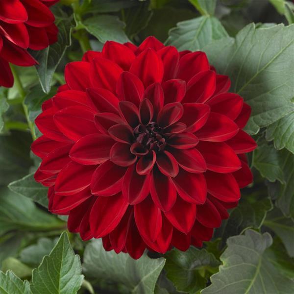 Dalaya® Vampire Dahlia - Bloom