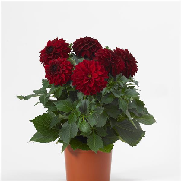 Dalaya® Vampire Dahlia - Container