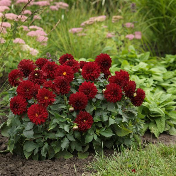 Dalaya® Vampire Dahlia - Landscape