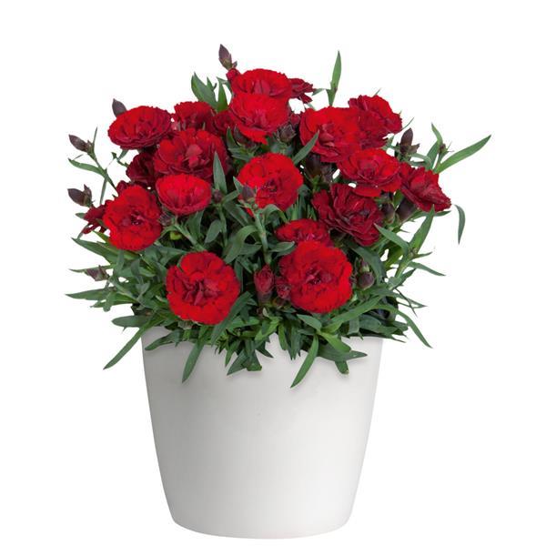 Dianthus Carmen™ Burgundy - Container