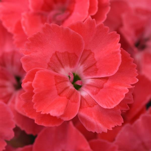 Dianthus EverLast™ Peach - Bloom