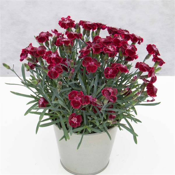 Dianthus EverLast™ Velvet - Container