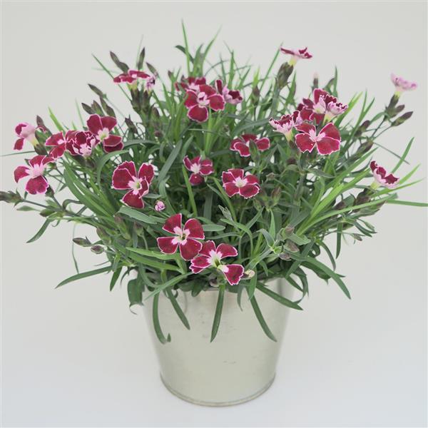 Dianthus EverLast™ Ruby Edge - Container