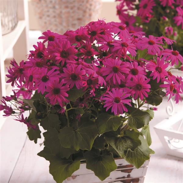 Senetti® Magenta Pericallis - Container