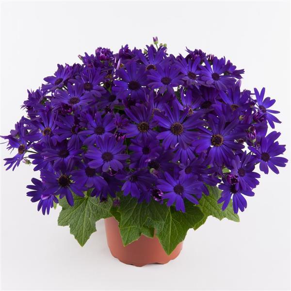 Senetti® Cobalt Blue Pericallis - Container