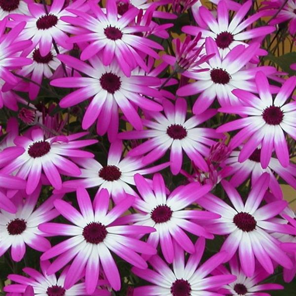 Senetti® Magenta Bicolor Pericallis - Bloom