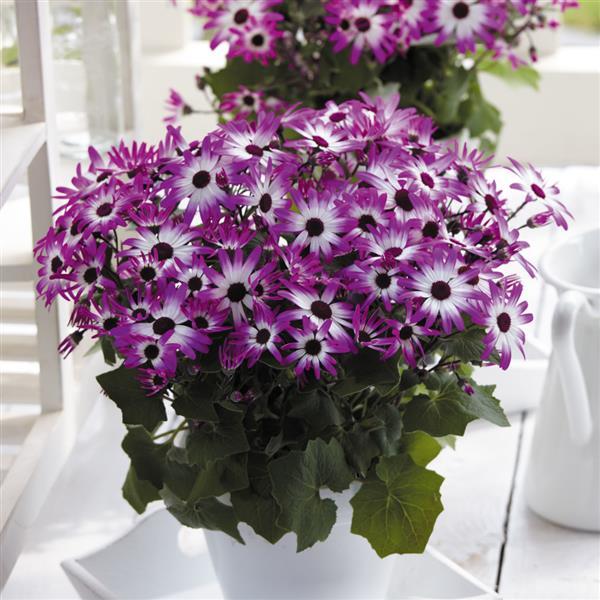 Senetti® Magenta Bicolor Pericallis - Container