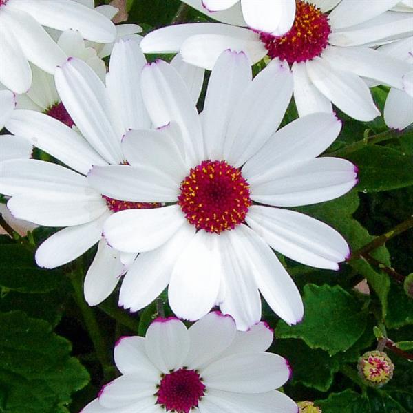 Senetti® White Red Heart Pericallis - Bloom