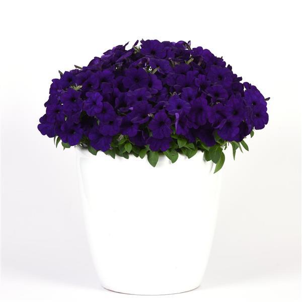 Headliner™ Blue Petunia - Container