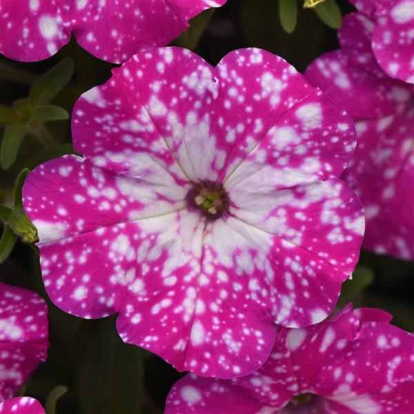 Headliner™ Pink Sky Petunia - Bloom