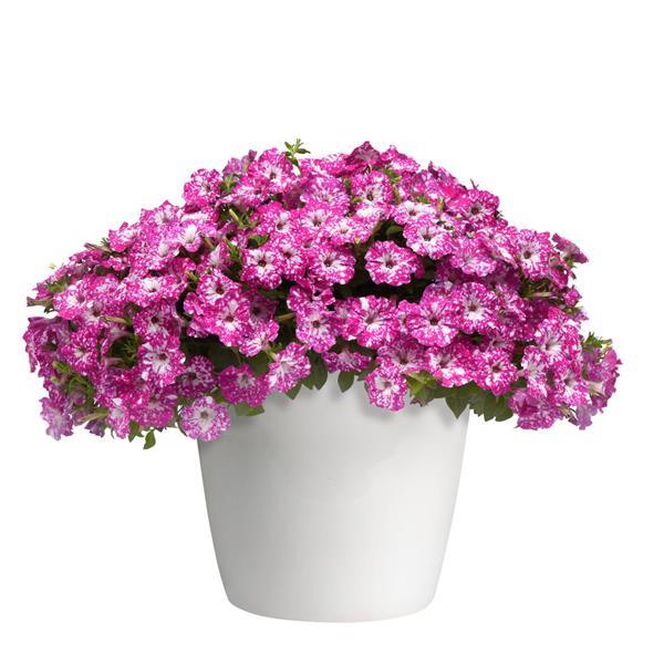 Headliner™ Pink Sky Petunia - Container