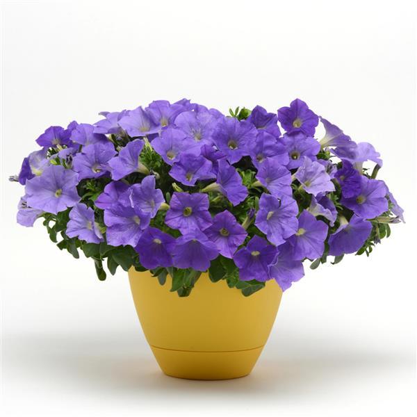 Headliner™ Sky Blue Petunia - Container