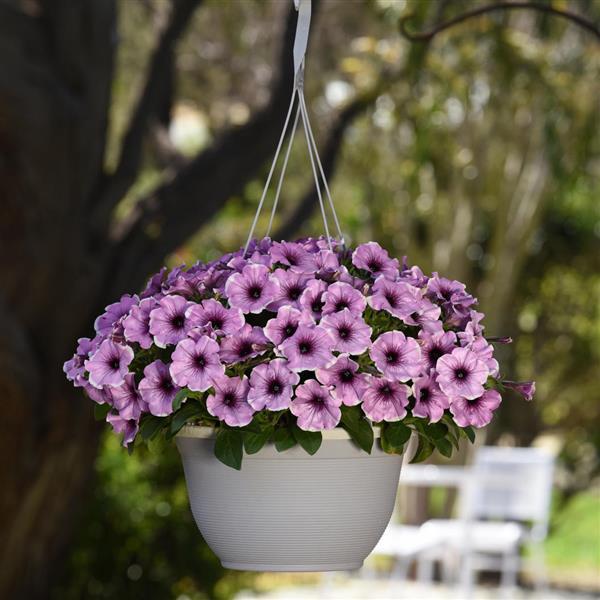 Headliner™ Lavender Picotee Petunia - Basket