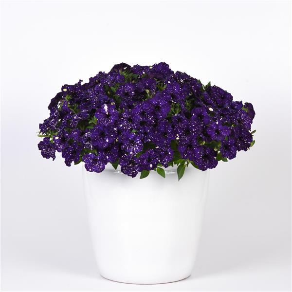 Headliner™ Violet Sky Petunia - Container