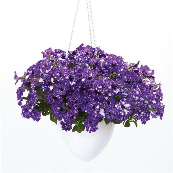 Headliner™ Night Sky® Petunia - Basket