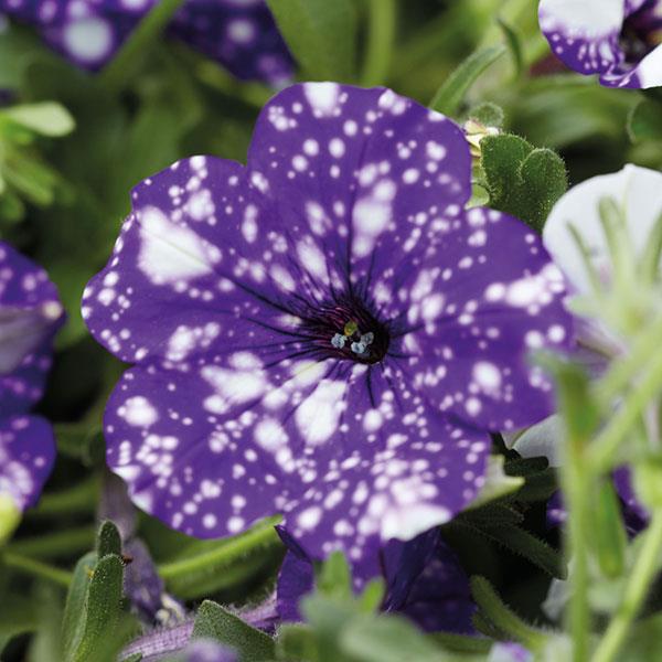 Headliner™ Night Sky® Petunia - Bloom