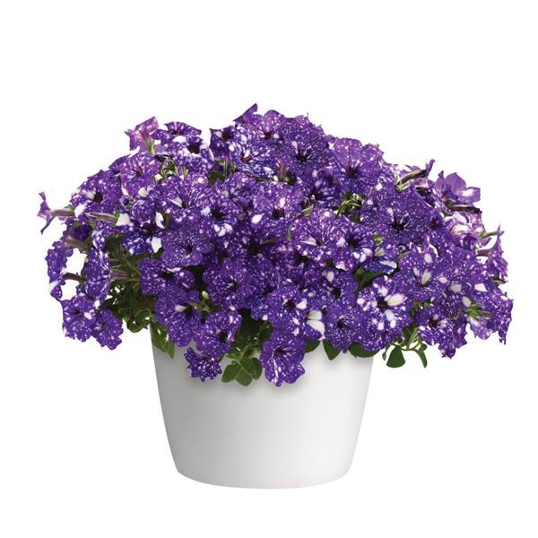 Headliner™ Night Sky® Petunia - Container