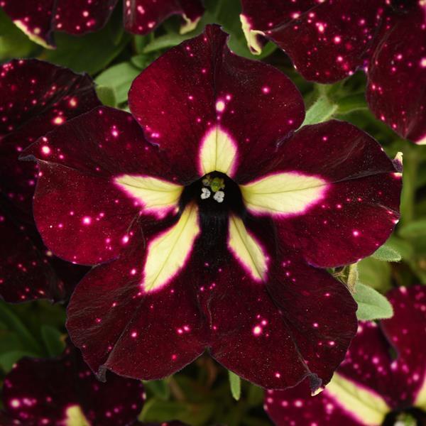 Headliner™ Starry Sky Burgundy Petunia - Bloom