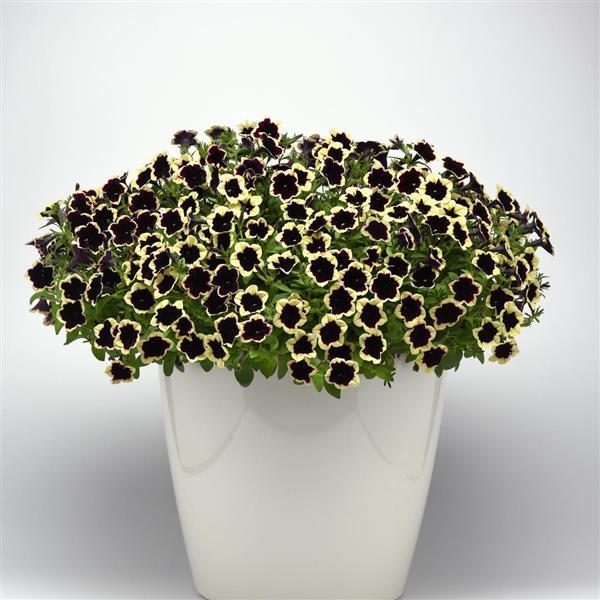 Headliner™ Dark Saturn Petunia - Container