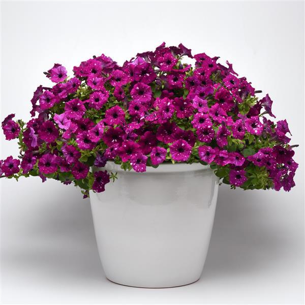 Headliner™ Electric Purple Sky Petunia - Container