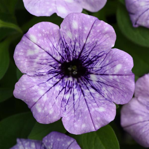 Headliner™ Crystal Sky Petunia - Bloom