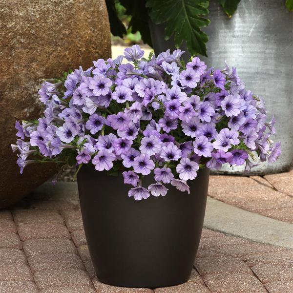 Headliner™ Crystal Sky Petunia - Container