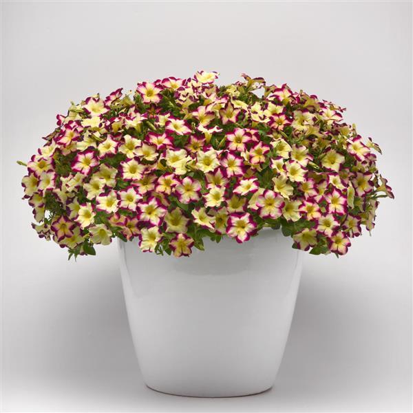 Headliner™ Banana Cherry Petunia - Container