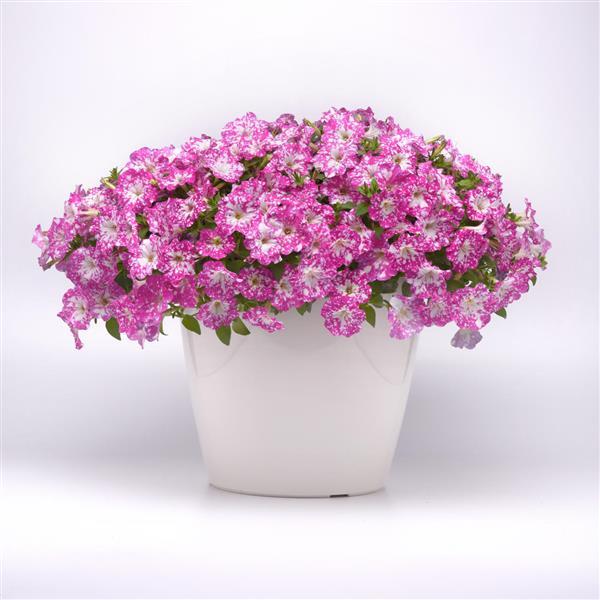 Headliner™ Light Pink Sky Petunia - Container