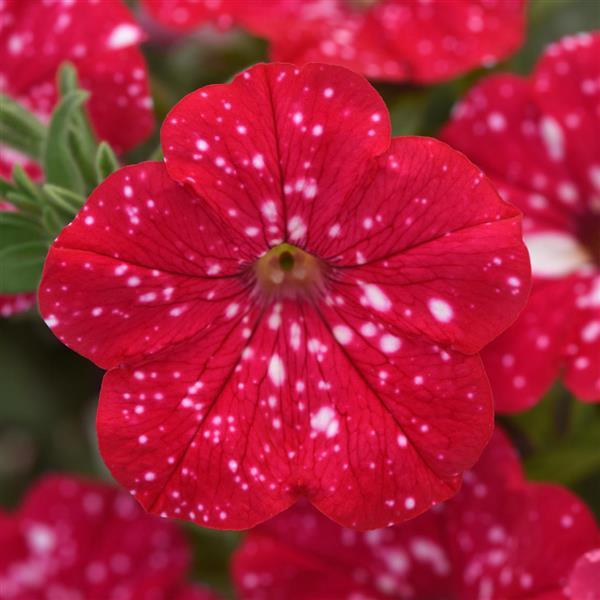 Headliner™ Strawberry Sky Petunia - Bloom