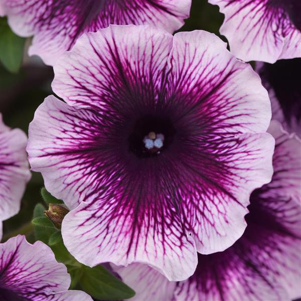 Headliner™ Blackberry Vein Petunia - Bloom