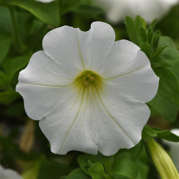 Headliner™ White 25 Petunia - Bloom