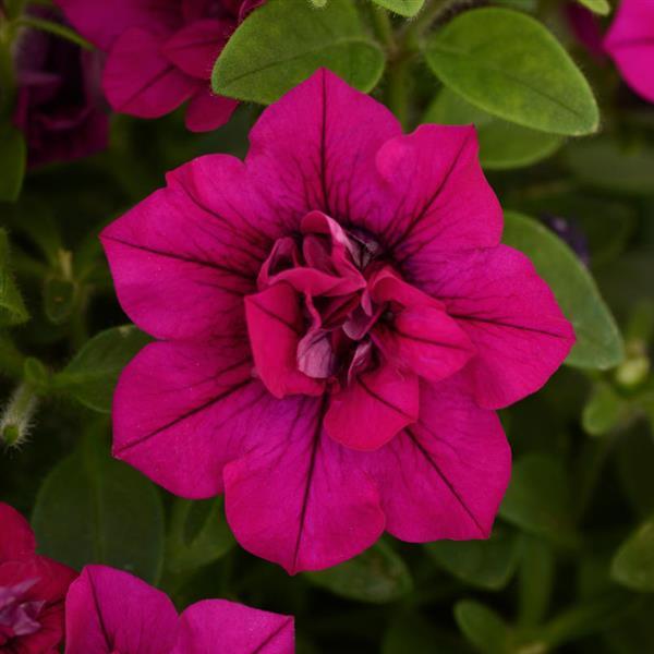 SweetSunshine™ Magenta Petunia - Bloom