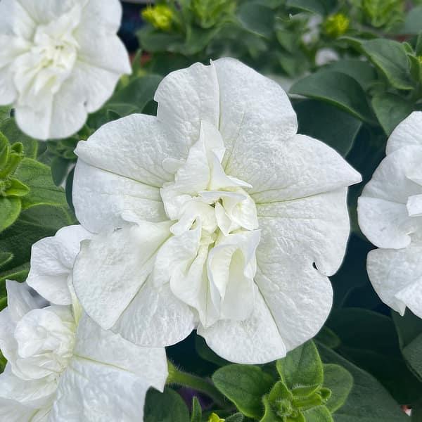 SweetSunshine™ White Petunia - Bloom