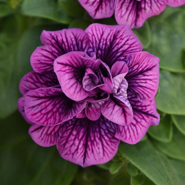 SweetSunshine™ Blueberry Vein Petunia - Bloom