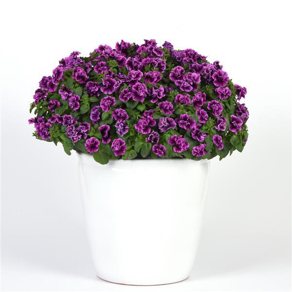 SweetSunshine™ Blueberry Vein Petunia - Container