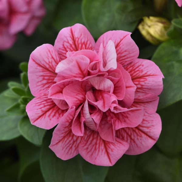 SweetSunshine™ Pink+Red Vein Petunia - Bloom