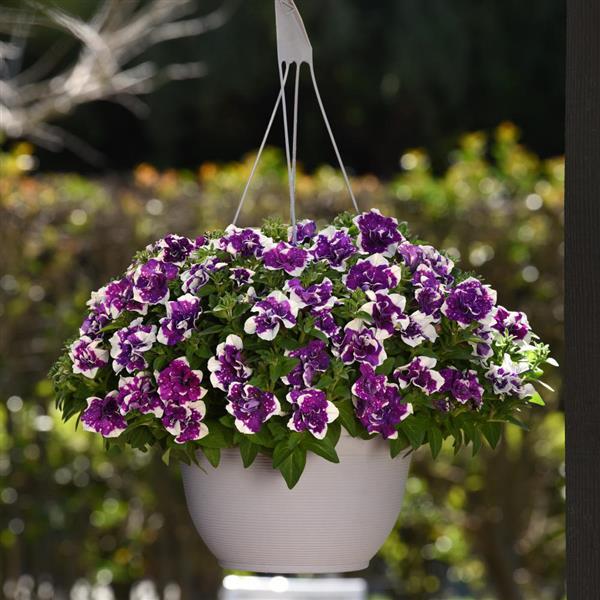 SweetSunshine™ Magenta Sky Petunia - Basket