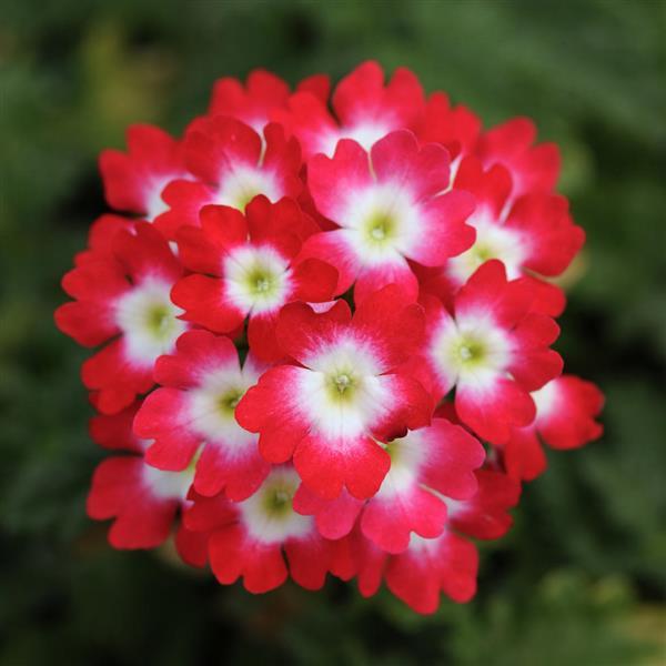 Lascar™ Red Rose Verbena - Bloom