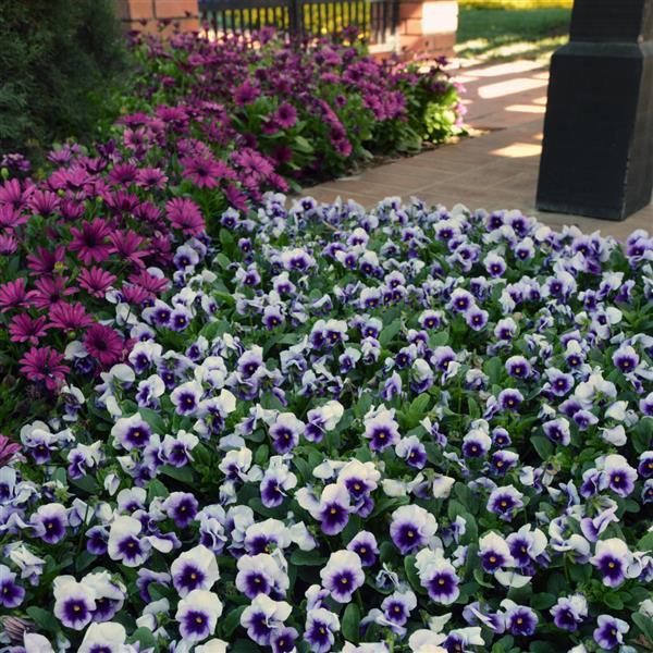 Sorbet® XP Beaconsfield Viola - Landscape