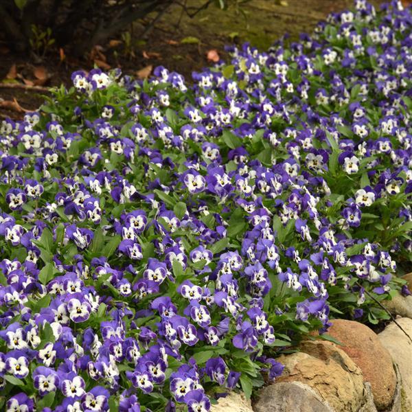 Sorbet® XP Delft Blue Viola - Commercial Landscape 2