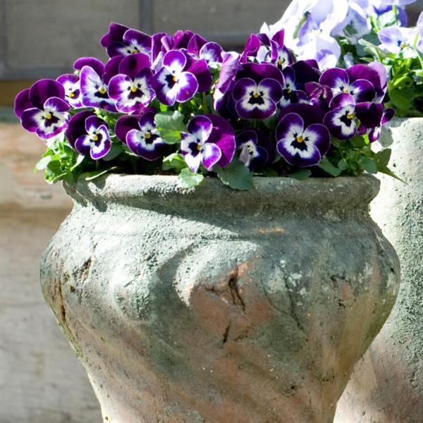 Sorbet® XP Purple Face Viola - Container