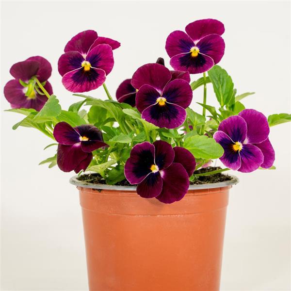 Sorbet® XP Rose Blotch Viola - Container