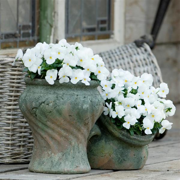 Sorbet® XP White Viola - Container