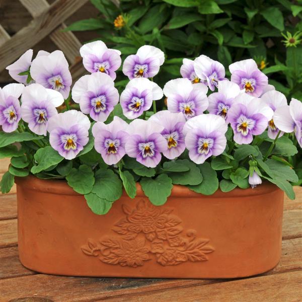 Sorbet® XP Pink Halo Viola - Container