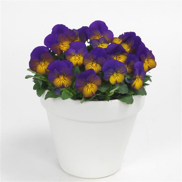 Sorbet® XP Morpho Viola - Container