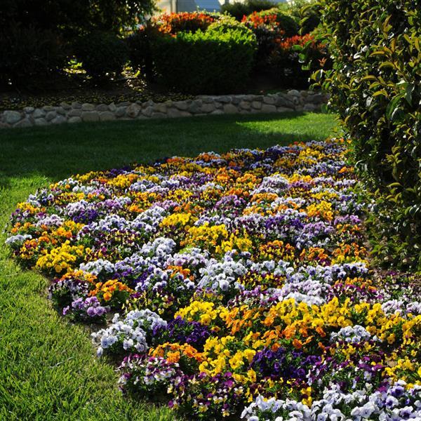 Sorbet® XP Mixture Viola - Landscape