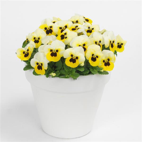 Sorbet® XP Lemon Ice Blotch Viola - Container