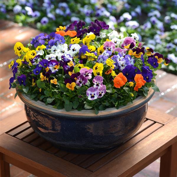 Sorbet® XP Autumn Select Mixture Viola - Container