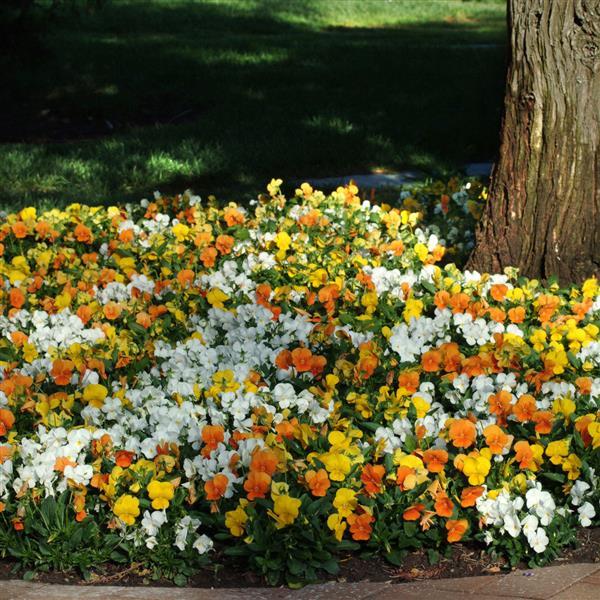 Sorbet® XP Citrus Mixture Viola - Commercial Landscape 1