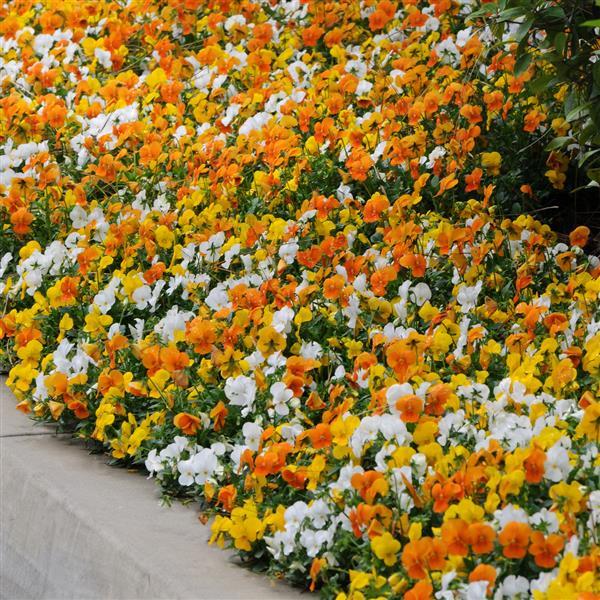 Sorbet® XP Citrus Mixture Viola - Landscape